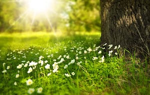 森の中のマインドフルネス効果を実感できる