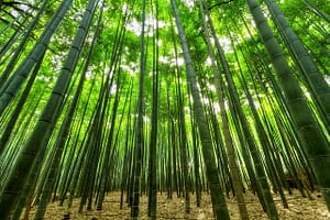 森の中のマインドフルネスの効果的なやり方